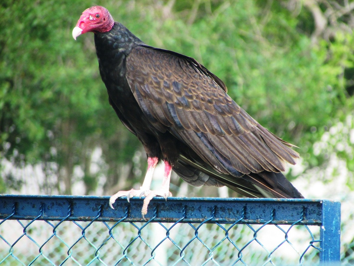 Turkey Vulture - ML255634721