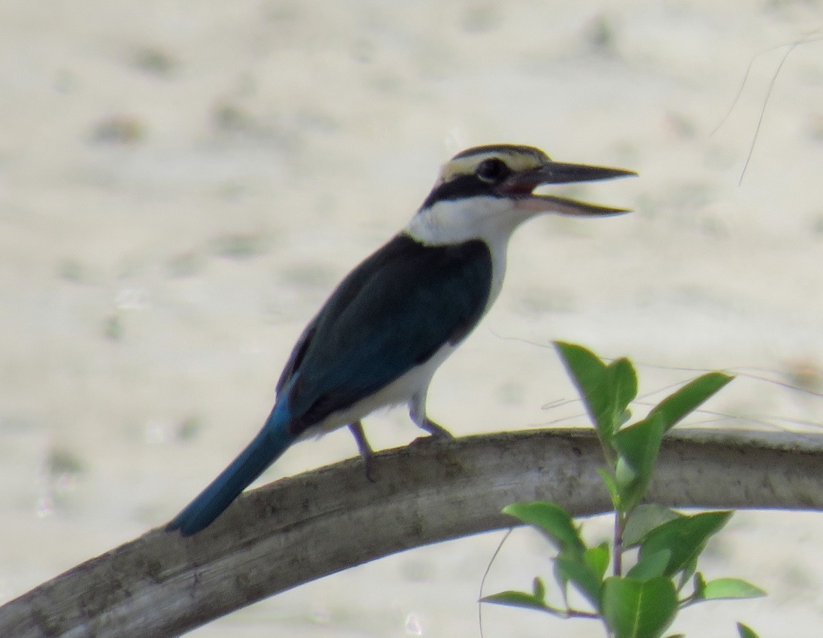 Collared Kingfisher (Nicobar Is.) - ML255642501