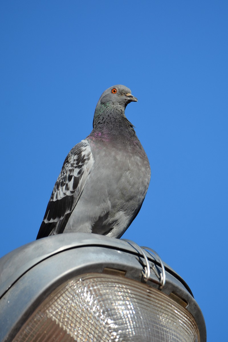 Rock Pigeon (Feral Pigeon) - Carol Hamilton