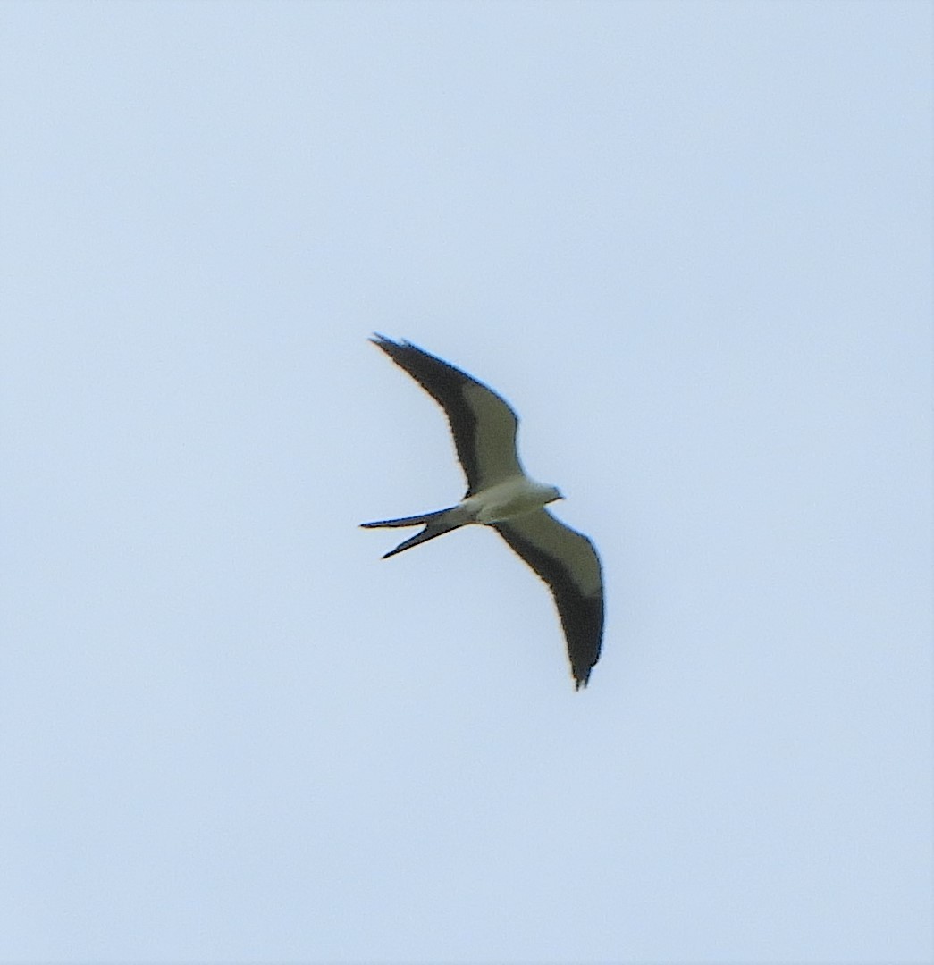 Swallow-tailed Kite - ML255643391