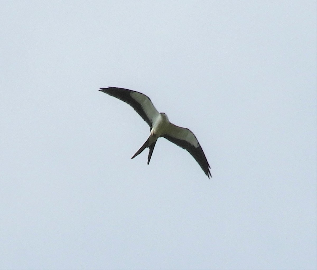 Swallow-tailed Kite - ML255643501