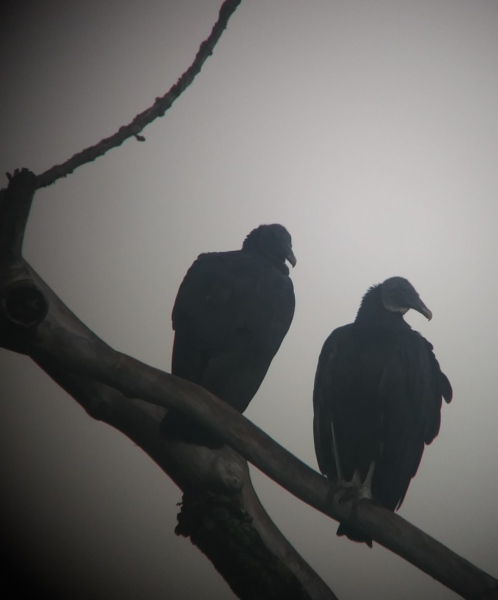 Black Vulture - ML255644651