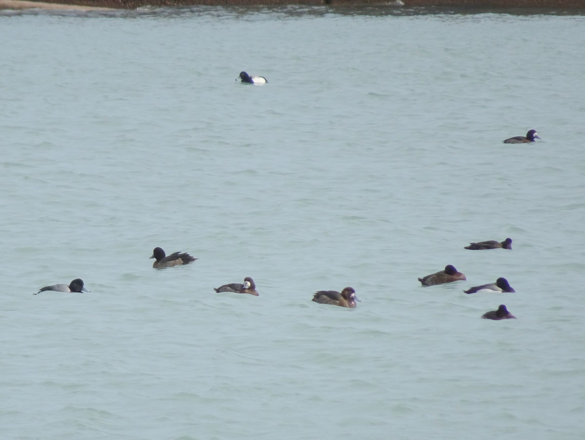 Greater Scaup - ML25564531