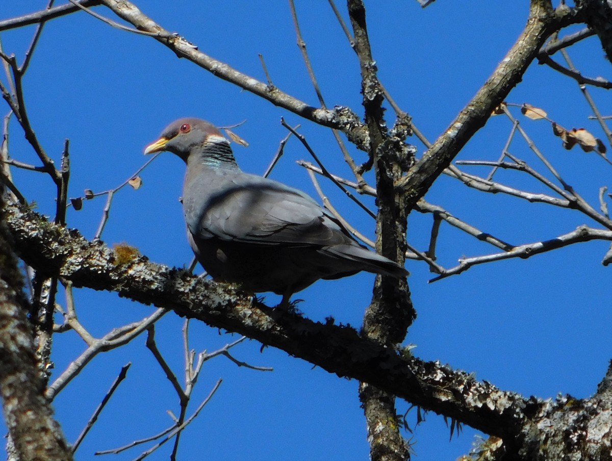 Band-tailed Pigeon - Nicolás Bejarano