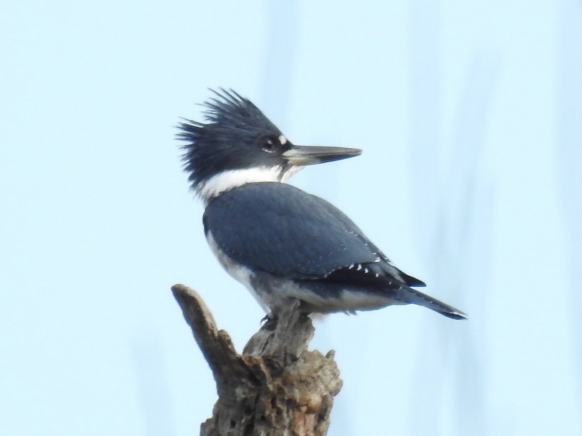 Belted Kingfisher - ML255645811