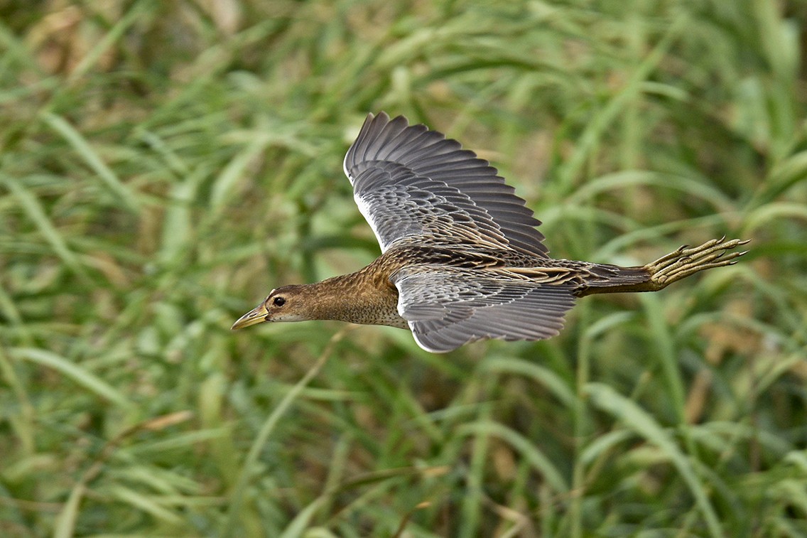 Watercock - Basanta Behura