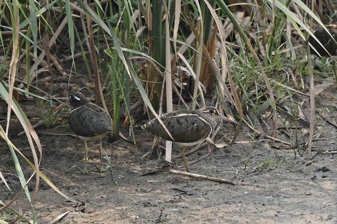 Greater Painted-Snipe - ML25564941