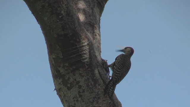 West Indian Woodpecker - ML255653811