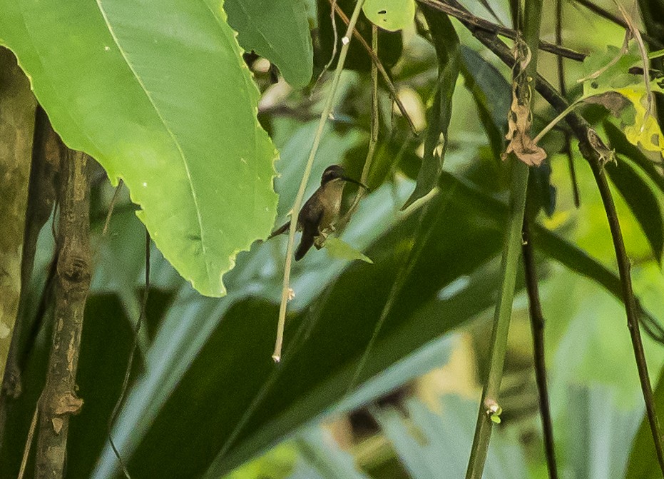 kolibřík proužkohrdlý - ML255654061