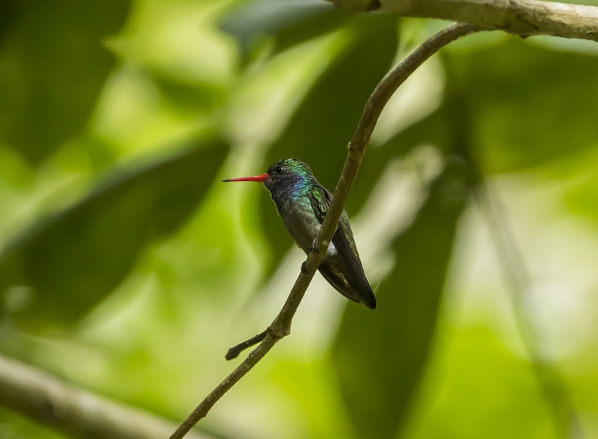 Blue-throated Goldentail - ML255655361