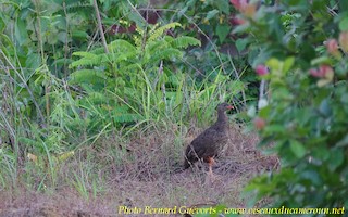 Scaly Francolin, ML255660651