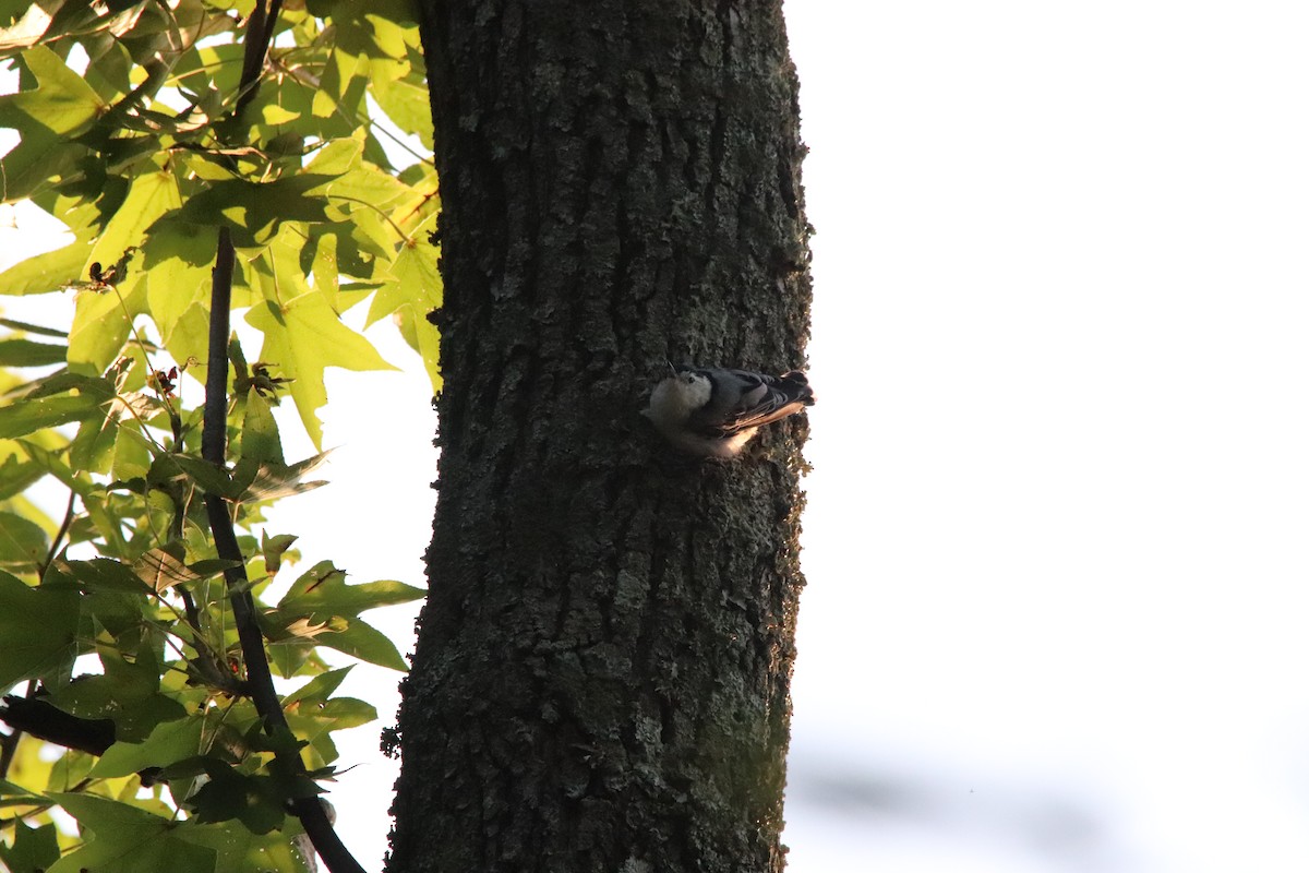 White-breasted Nuthatch - ML255662381