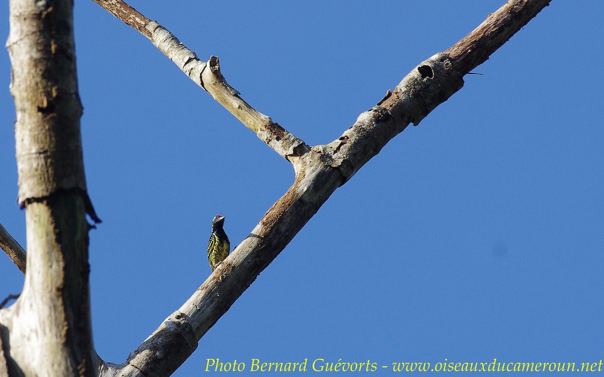 Yellow-spotted Barbet - Bernard Guevorts