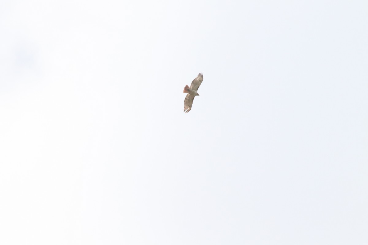 Red-tailed Hawk - ML255663571
