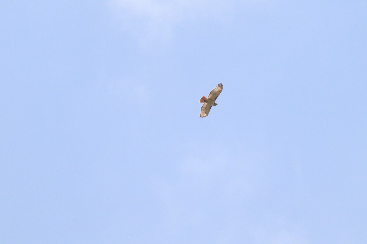 Red-tailed Hawk - ML255663691