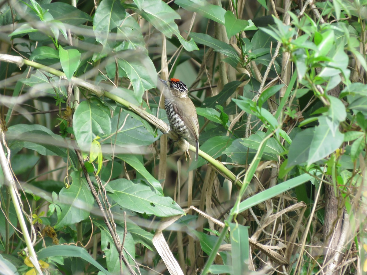 White-barred Piculet - ML255670671