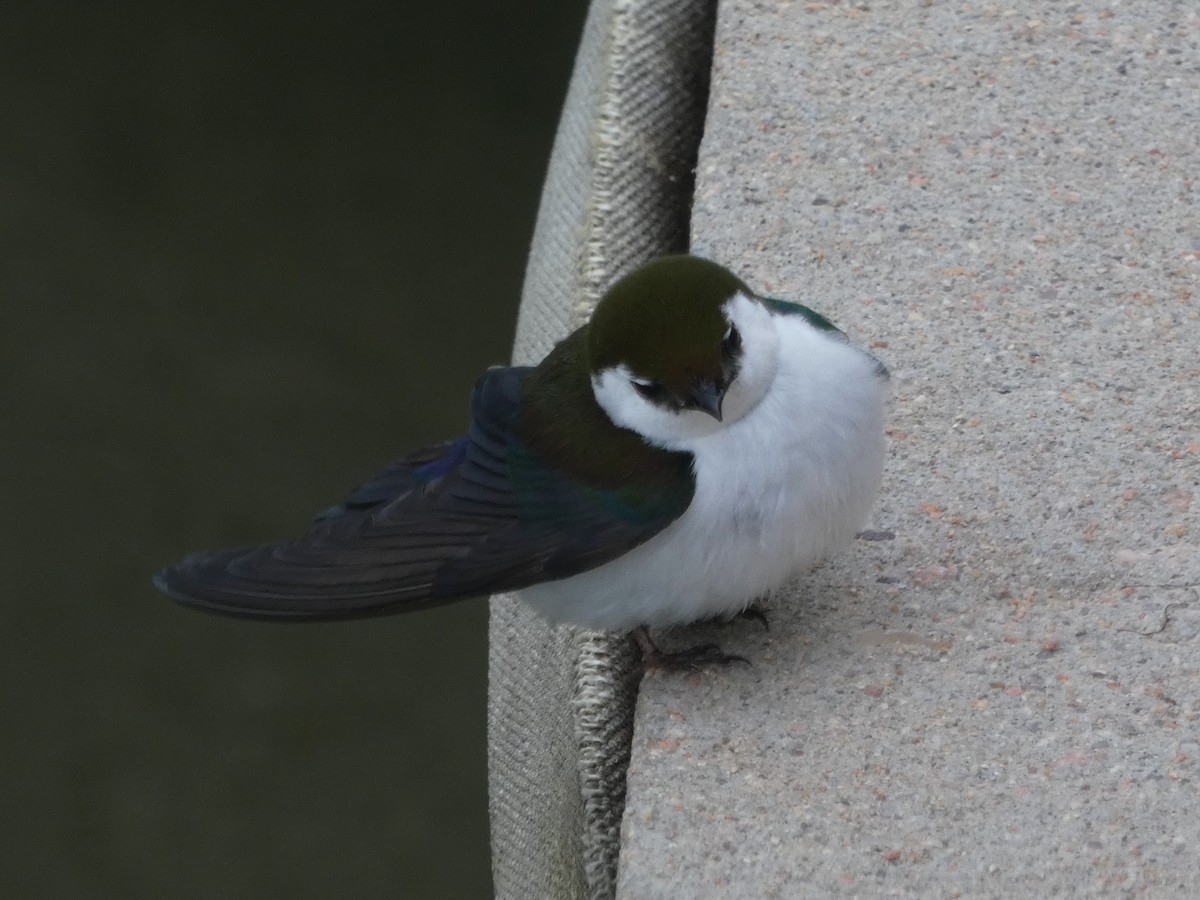 Violet-green Swallow - James Court