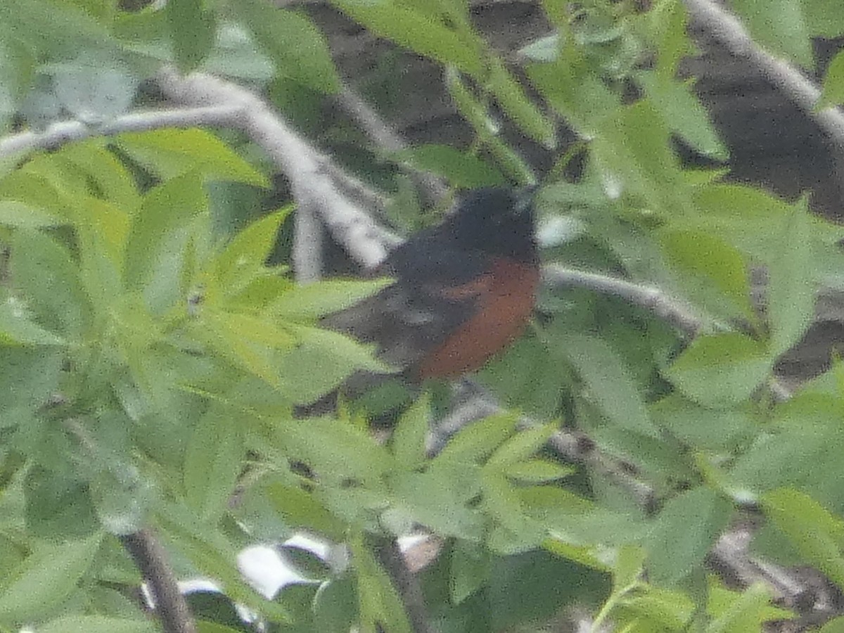 Orchard Oriole - James Court