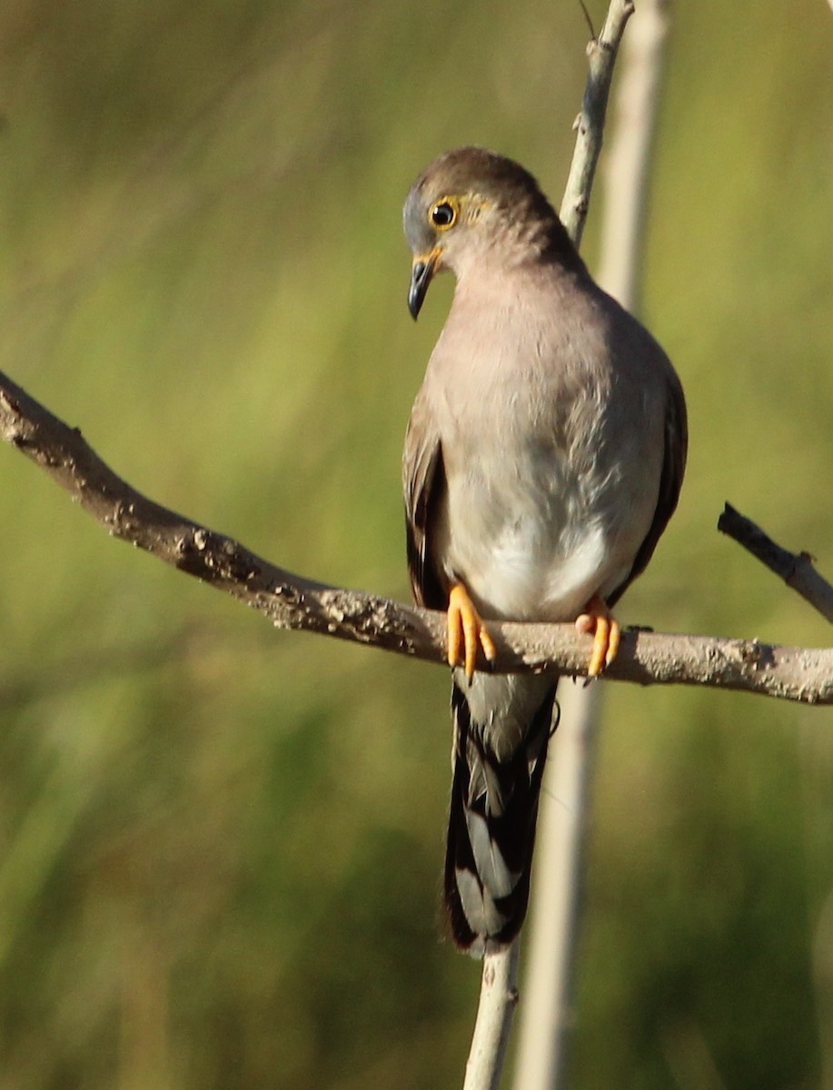 Long-tailed Ground Dove - Stuart White
