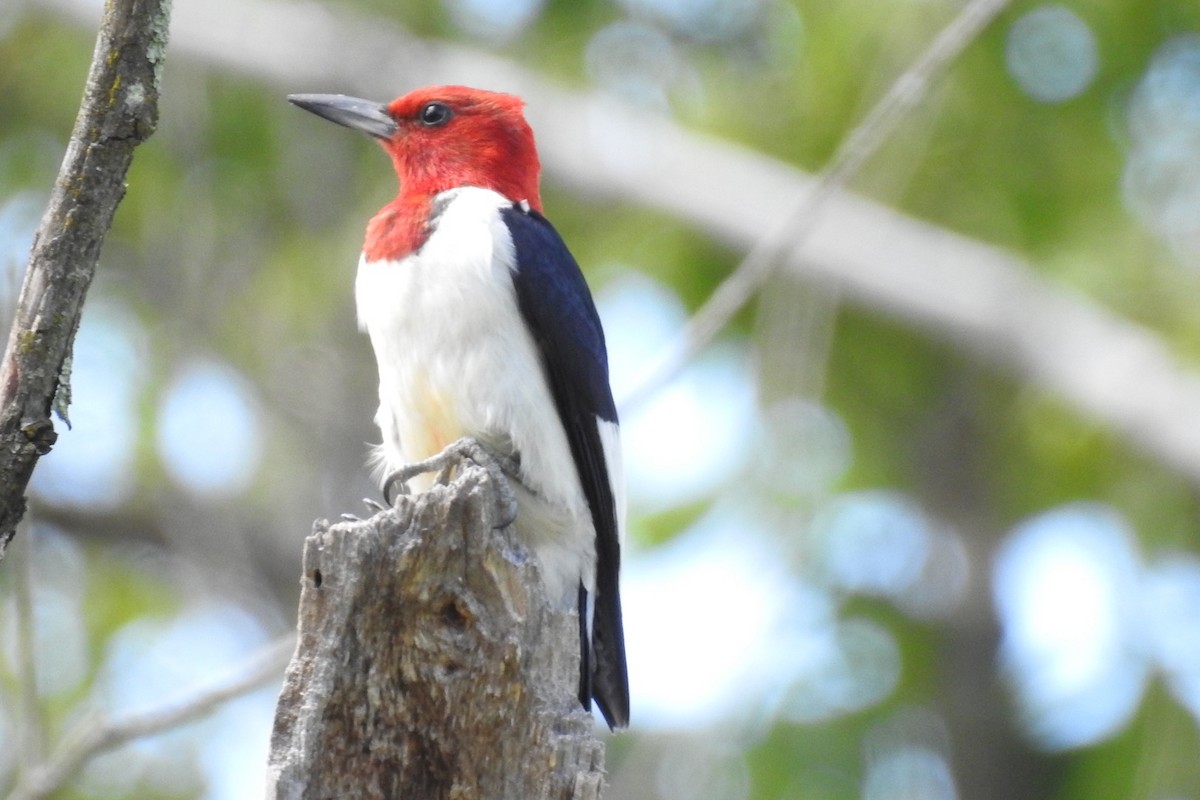 Red-headed Woodpecker - ML255678861