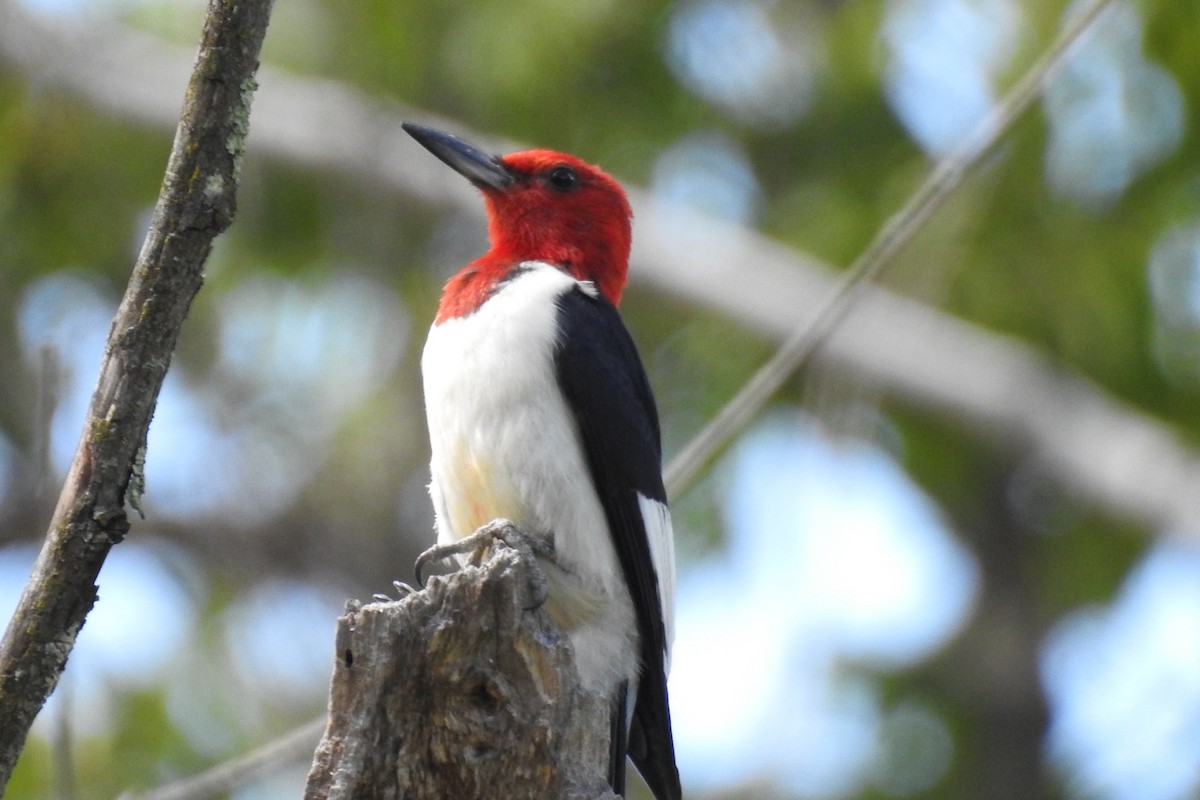 Red-headed Woodpecker - ML255678871