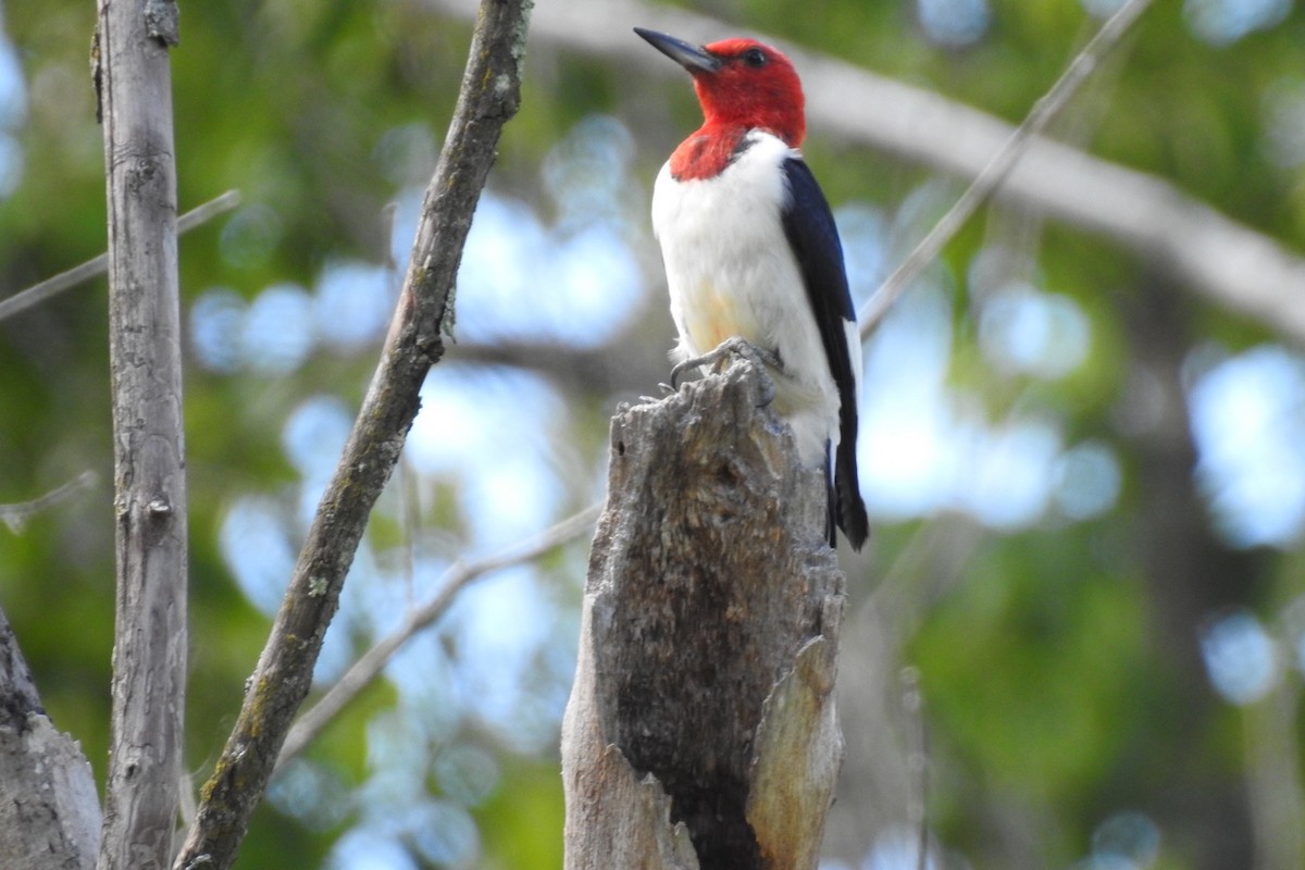 Red-headed Woodpecker - ML255678881