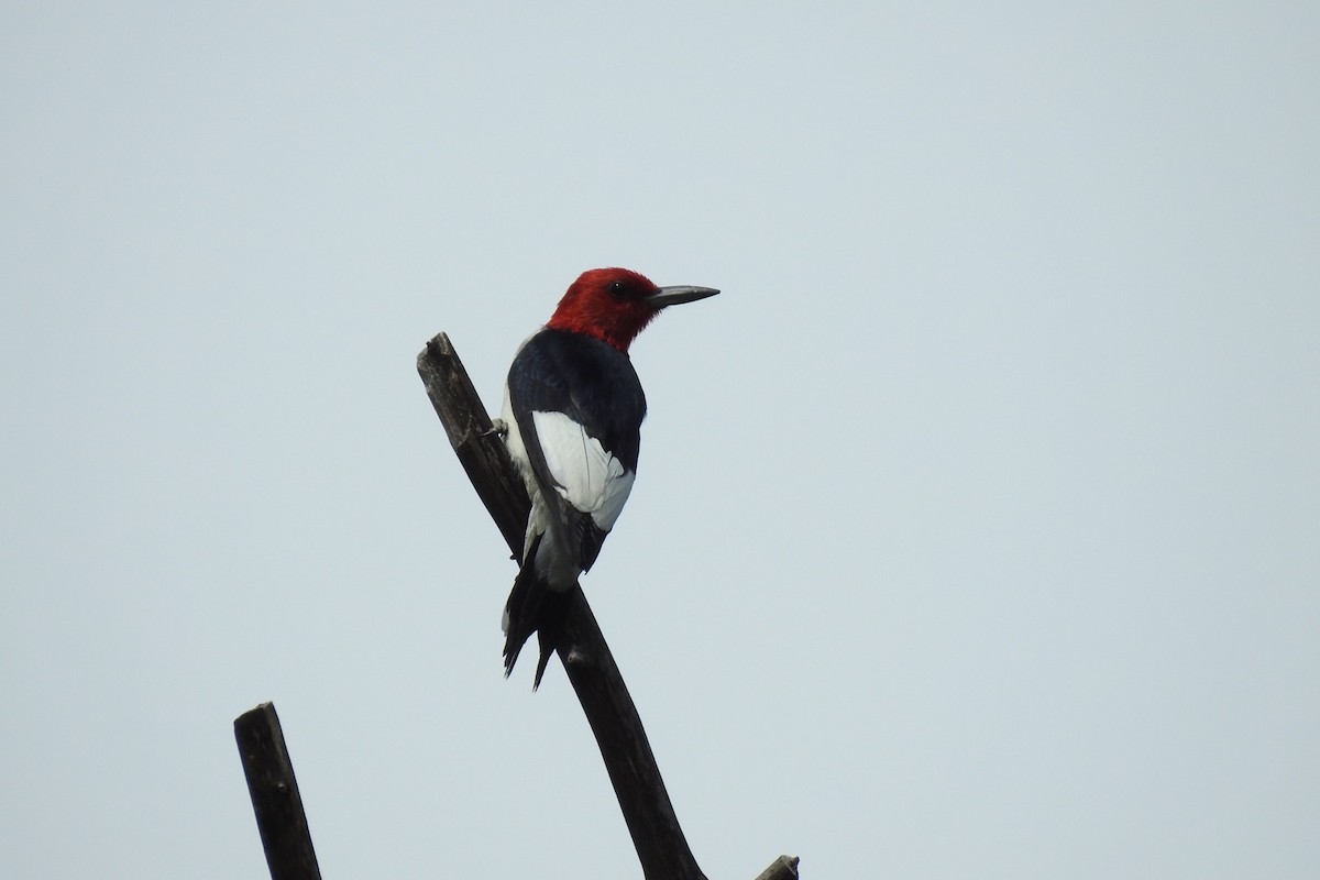 Red-headed Woodpecker - ML255678931