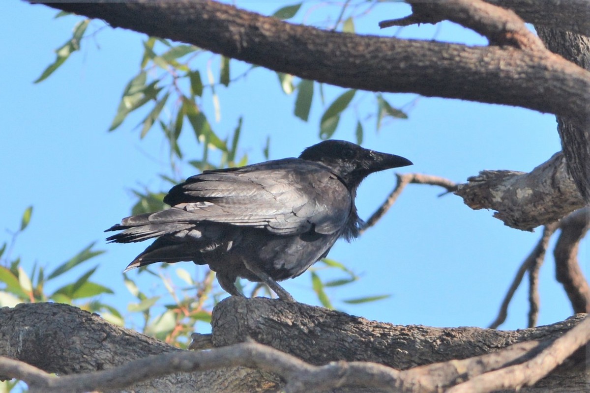 Australian Raven - David Hollie