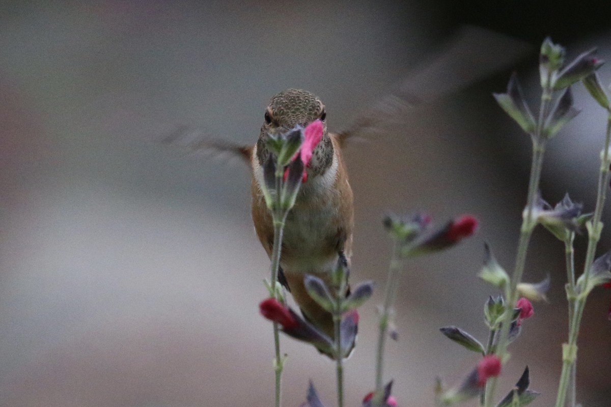 Rufous Hummingbird - ML255687171