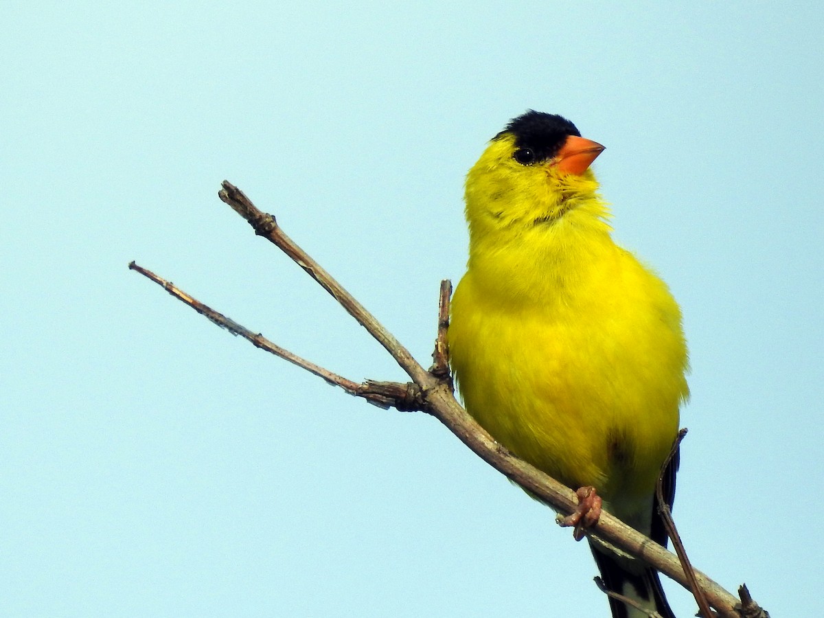 American Goldfinch - Nathan Cole