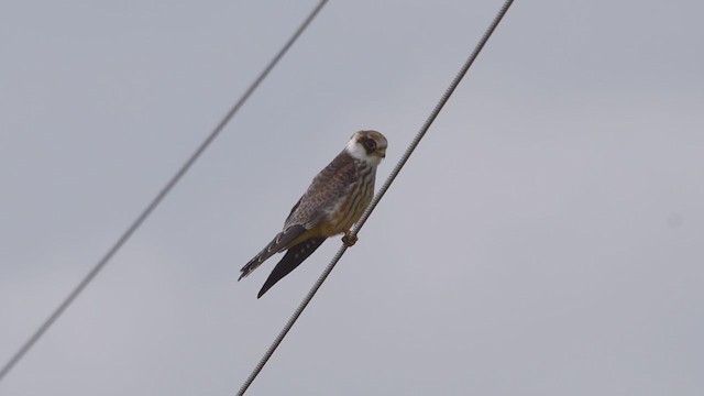 Red-footed Falcon - ML255688561