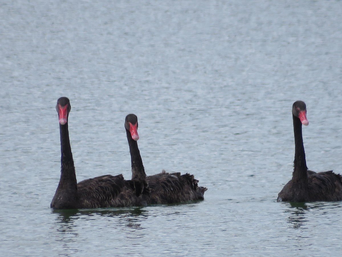 Black Swan - Jeanne Kaufman