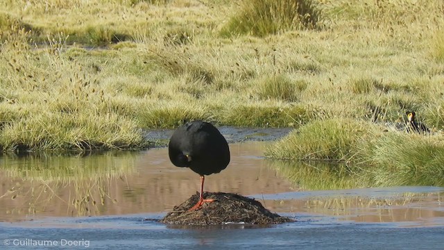 Giant Coot - ML255691511