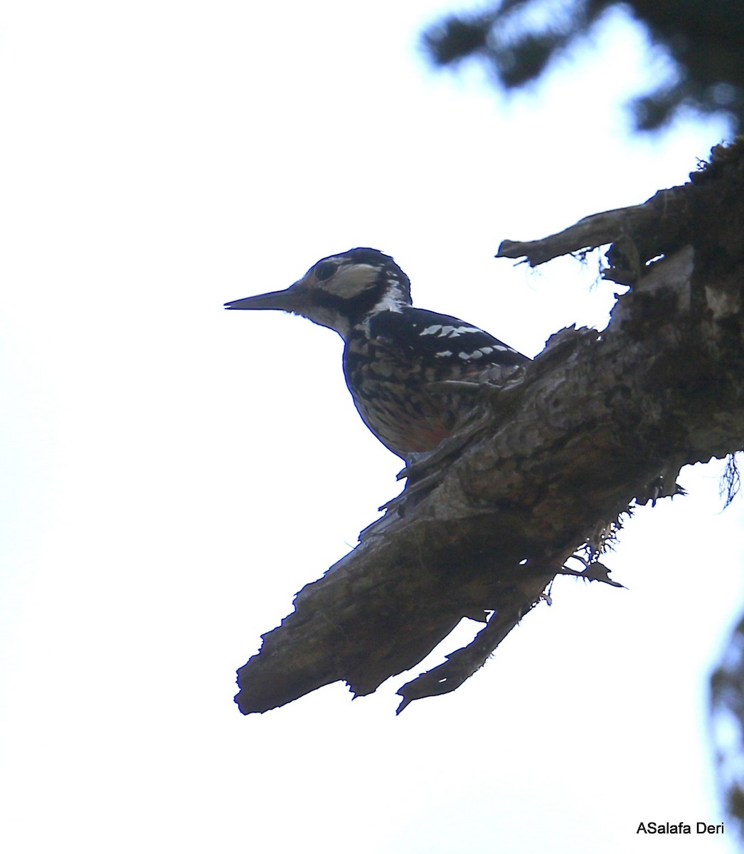 White-backed Woodpecker - ML255691821