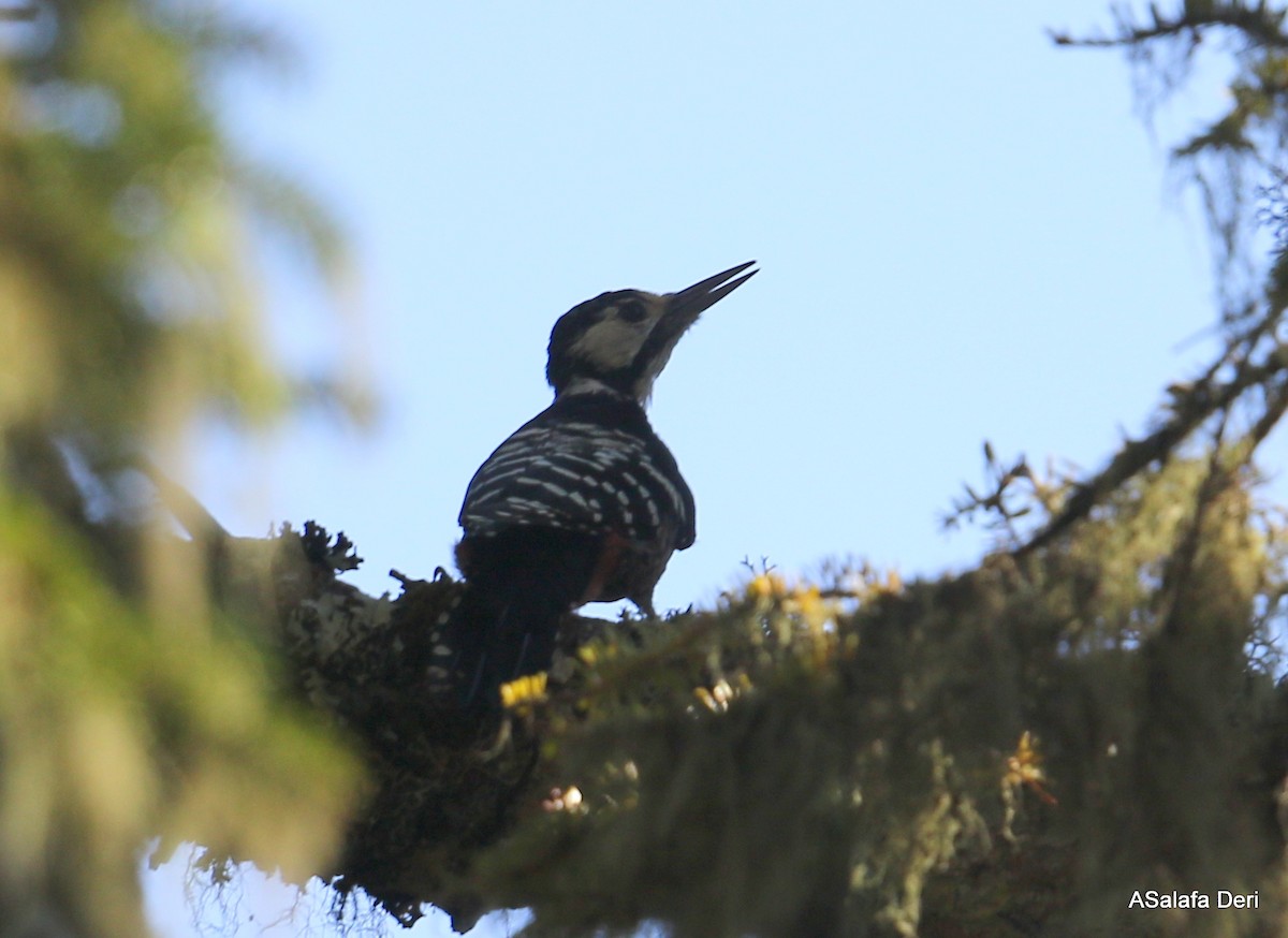White-backed Woodpecker - ML255691831