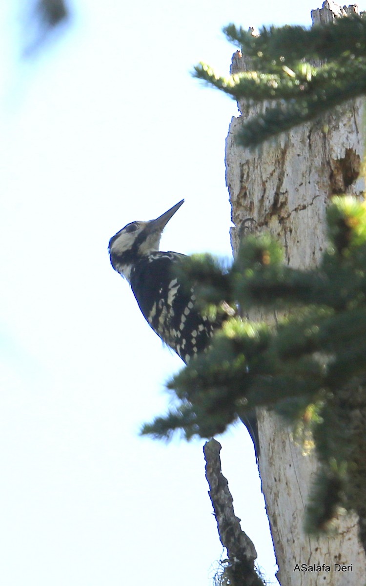 White-backed Woodpecker - ML255691841