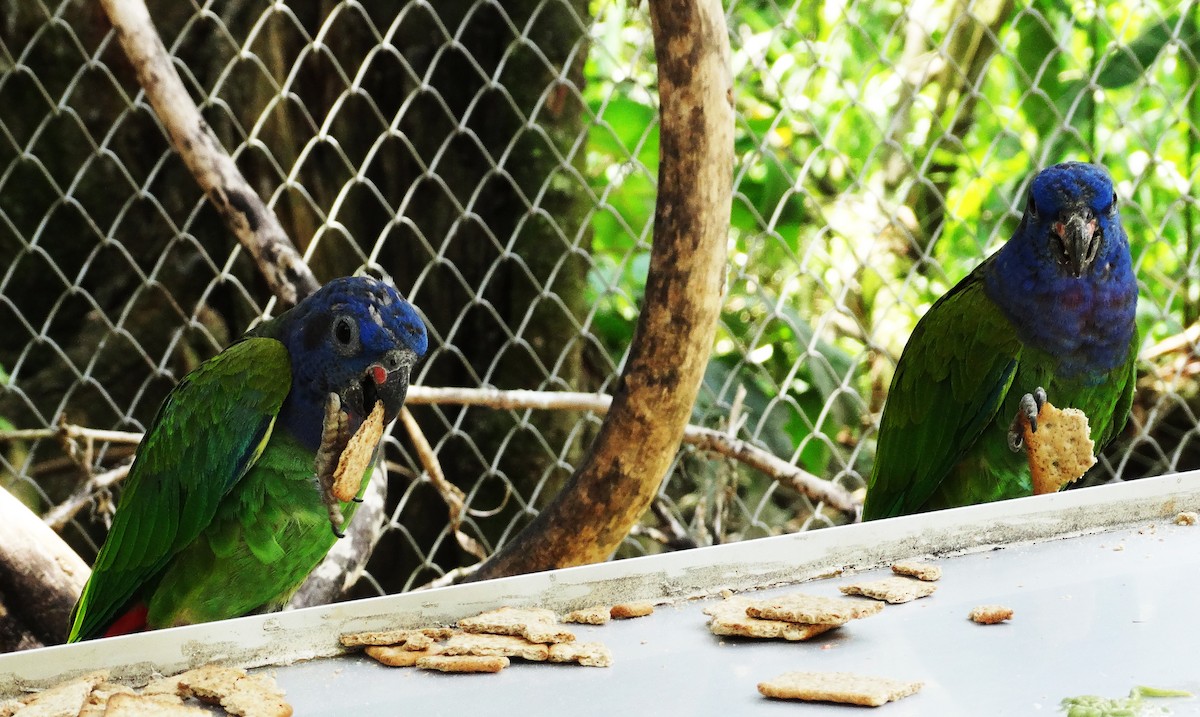 Blue-headed Parrot - Hector Ceballos-Lascurain