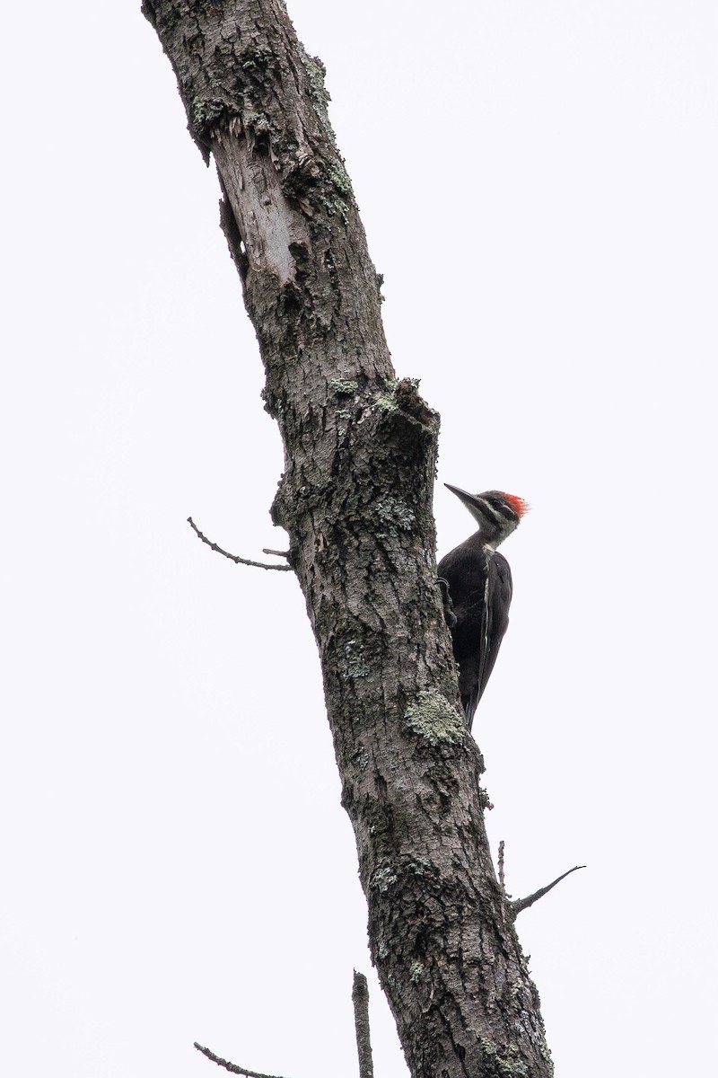 Pileated Woodpecker - Jeff Smith