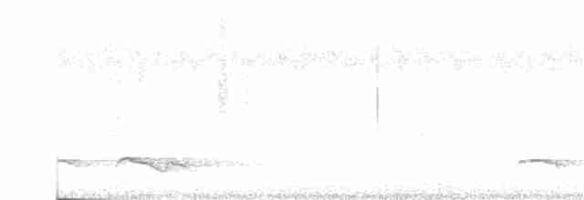 Зозуля білогорла - ML255706131