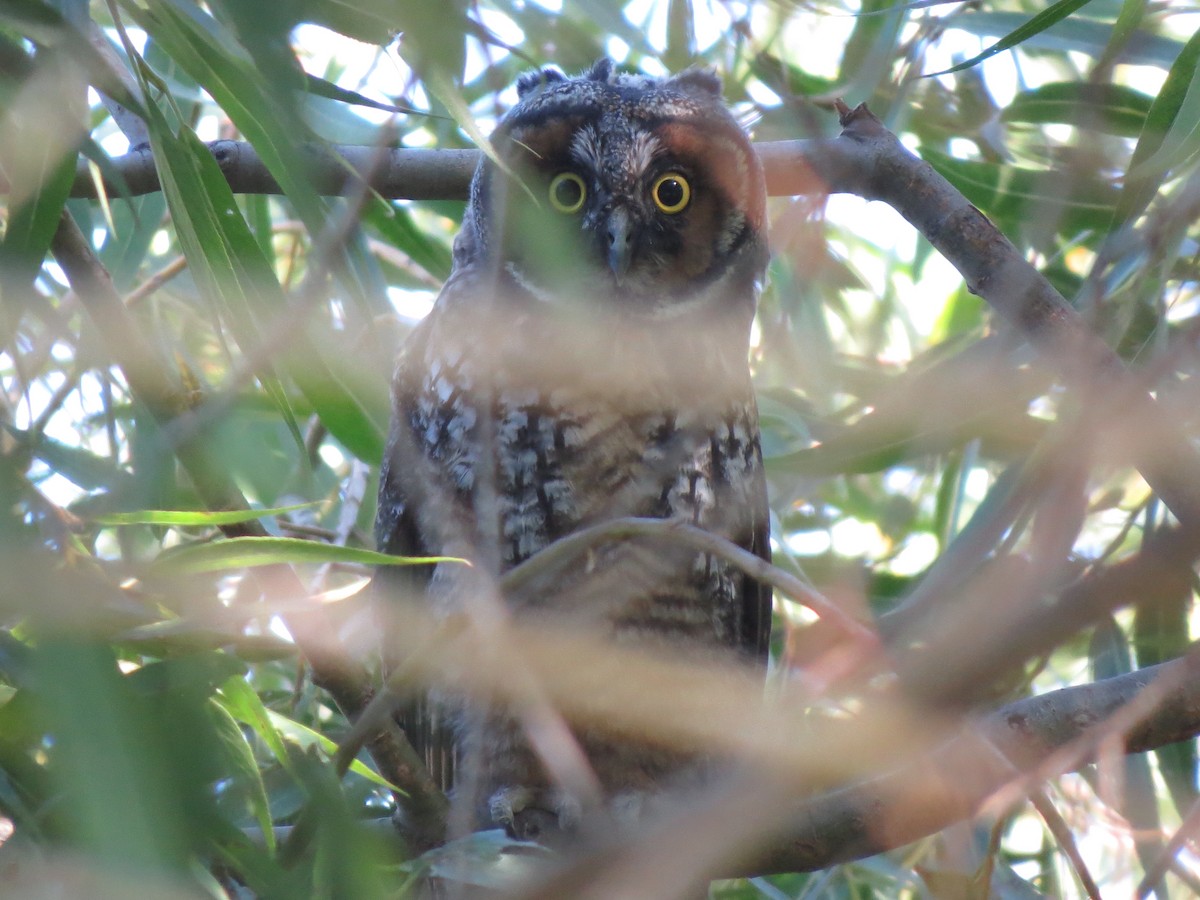 Long-eared Owl - Michael Daugherty