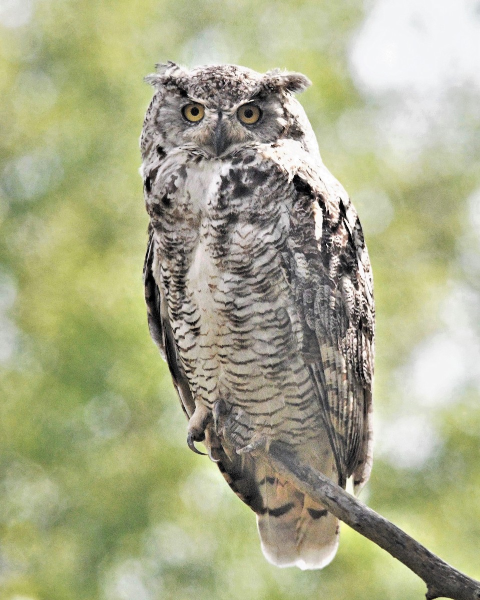 Great Horned Owl - ML255711661