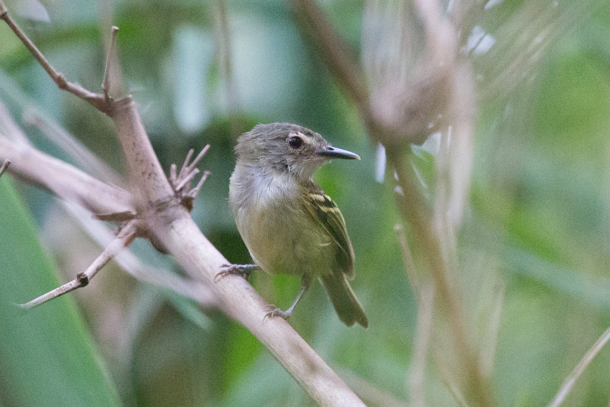 Smoky-fronted Tody-Flycatcher - ML255711931
