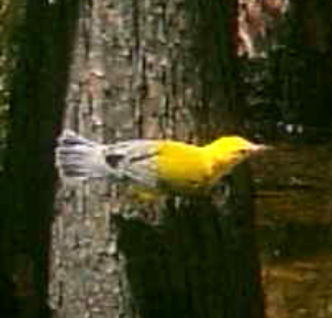 Prothonotary Warbler - ML255712421