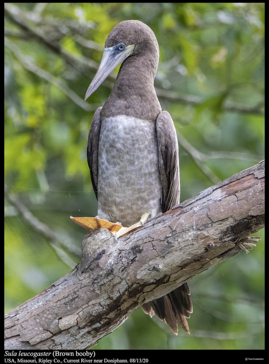 Brown Booby - ML255712921
