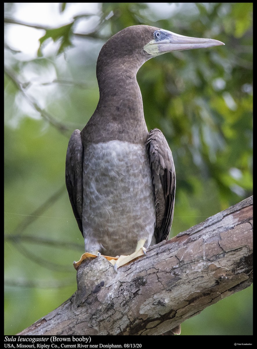 Brown Booby - ML255713001