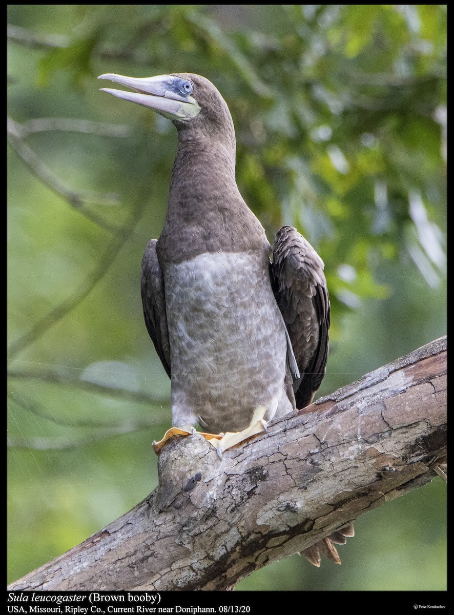 Brown Booby - ML255713061