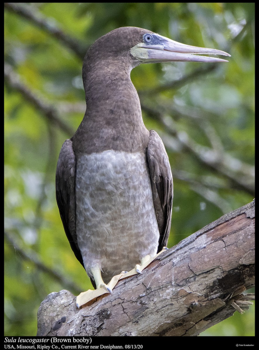 Brown Booby - ML255713691