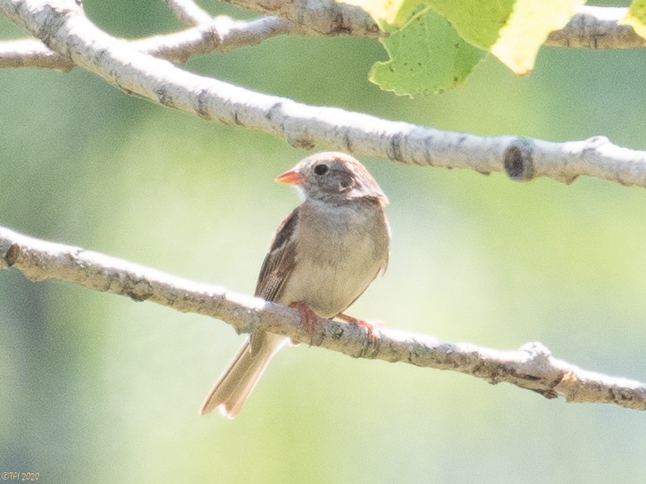 Field Sparrow - T I