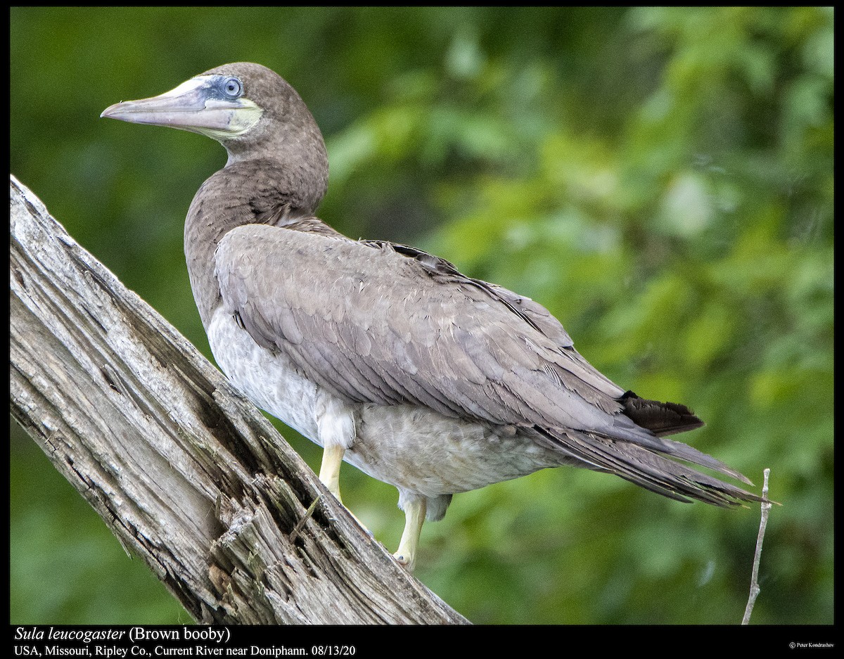 Brown Booby - ML255716151