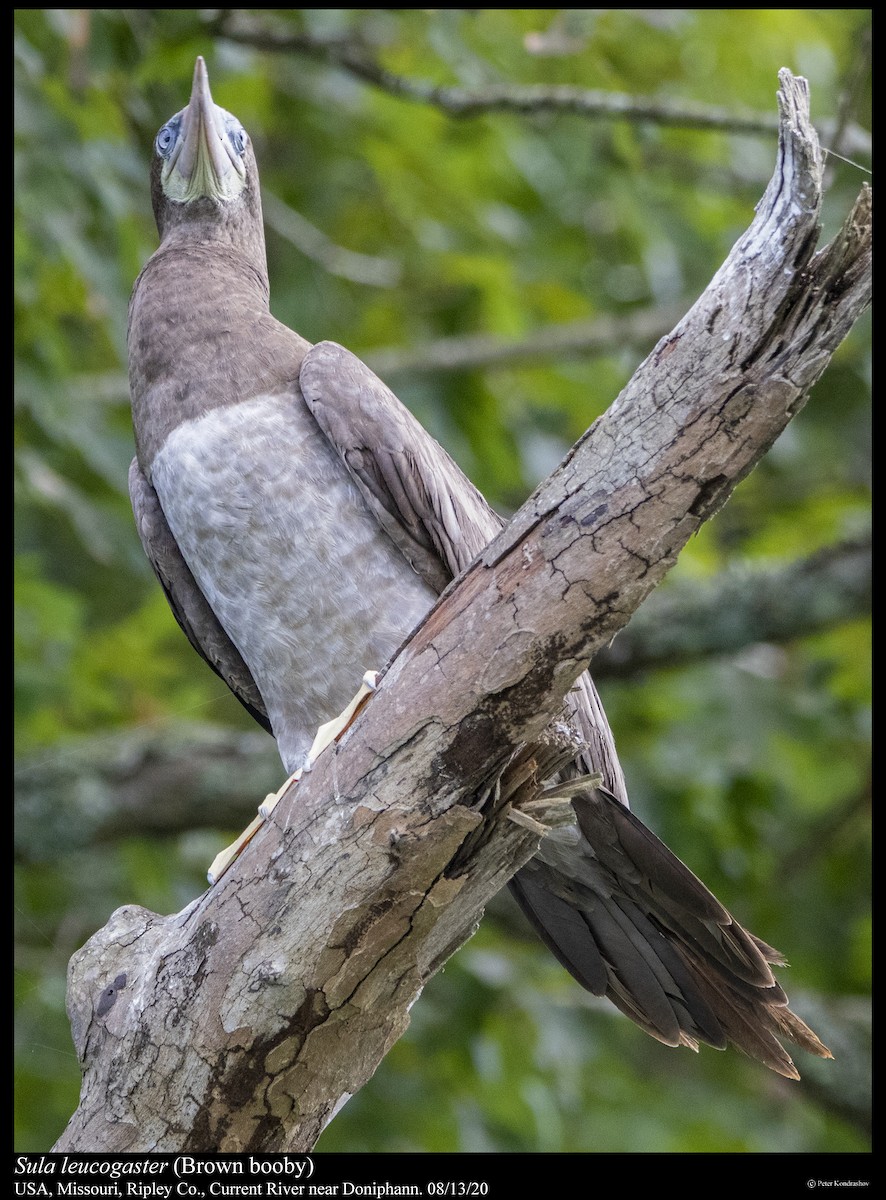 Brown Booby - ML255716161
